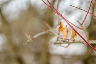 Kışın ağaç dallarında kuru yapraklar..