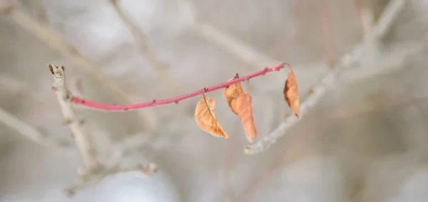 Сухе Листя Гілках Дерев Взимку — стокове фото