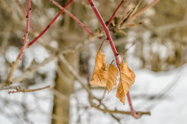 Droge Bladeren Boomtakken Winter — Stockfoto