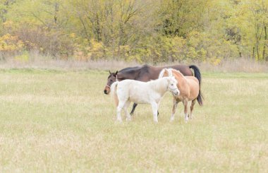Horses on a daily pasture on a backpack near the city of Novi Sad, Serbia.