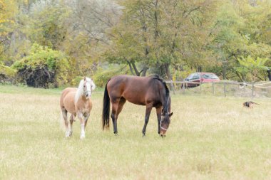 Horses on a daily pasture on a backpack near the city of Novi Sad, Serbia.