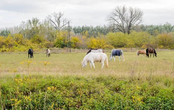 Horses Daily Pasture Backpack City Novi Sad Serbia — Stok fotoğraf