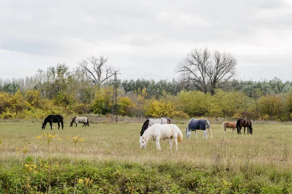 Horses Daily Pasture Backpack City Novi Sad Serbia — Zdjęcie stockowe