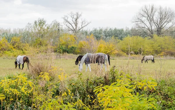 Horses Daily Pasture Backpack City Novi Sad Serbia — ストック写真