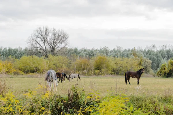 Horses Daily Pasture Backpack City Novi Sad Serbia — Stok fotoğraf