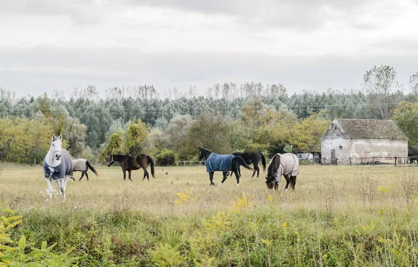 Horses Daily Pasture Backpack City Novi Sad Serbia — ストック写真