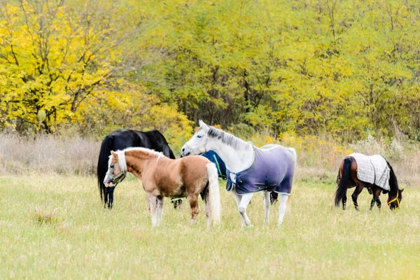 セルビアのノヴィ サド市近くのリュックに毎日の牧草地の馬 — ストック写真