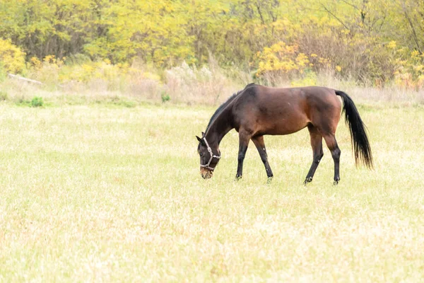 Horses Daily Pasture Backpack City Novi Sad Serbia — Fotografia de Stock