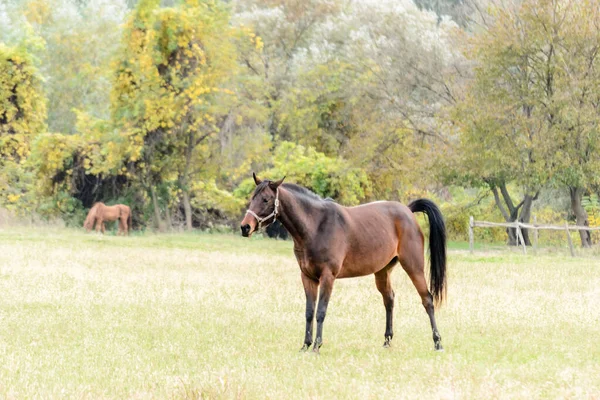 Horses Daily Pasture Backpack City Novi Sad Serbia — Fotografia de Stock