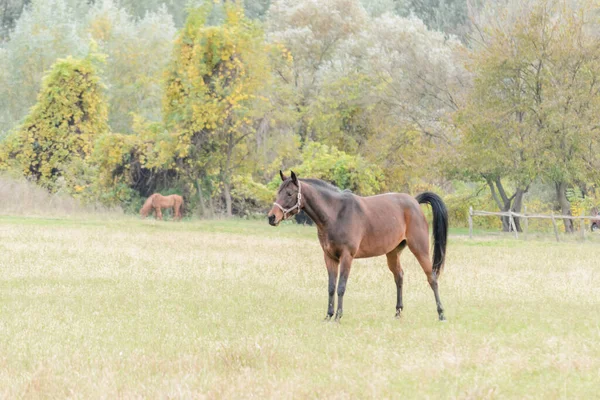 Horses Daily Pasture Backpack City Novi Sad Serbia — Fotografia de Stock