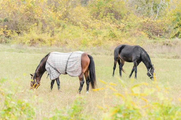 セルビアのノヴィ サド市近くのリュックに毎日の牧草地の馬 — ストック写真