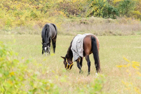 セルビアのノヴィ サド市近くのリュックに毎日の牧草地の馬 — ストック写真