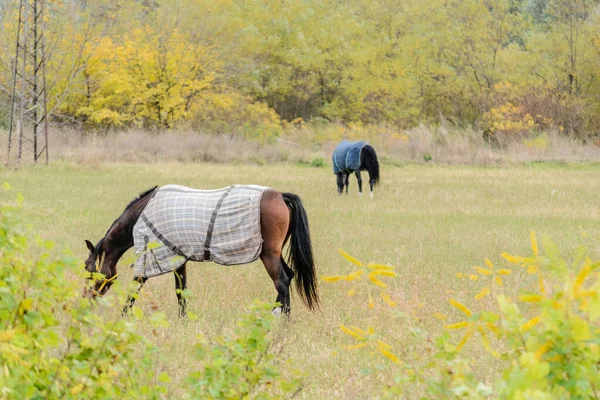 セルビアのノヴィ サド市近くのリュックに毎日の牧草地の馬 — ストック写真