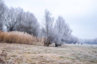 Novi Sad yakınlarındaki Tuna Nehri 'nin donmuş kollarının panoraması.