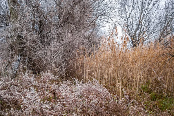 Danúbio Afluente Inverno — Fotografia de Stock