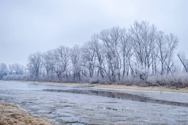 Novi Sad Yakınlarındaki Tuna Nehri Nin Donmuş Kollarının Panoraması — Stok fotoğraf