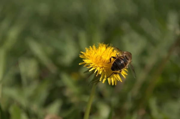 Honigbiene Auf Gelbem Löwenzahn — Stockfoto