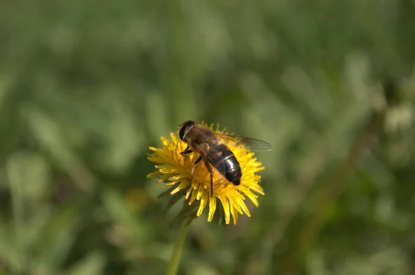 Honey Bee Yellow Dandelion — Stock Photo, Image