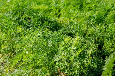 Organik havuç. Yeşil yapraklı organik havuç..