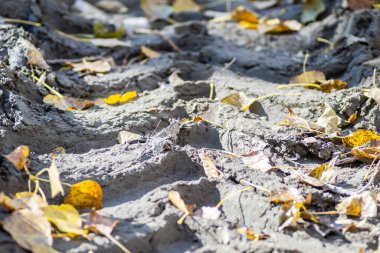 Petrovaradin, Novi Sad, Sırbistan 'daki ormanda çamurlu bir yolda tekerlek izleri