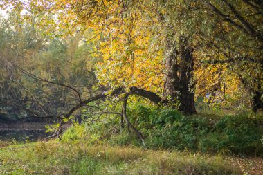 Ormanın ortamı sonbaharda, Tuna nehrinin kıyısında.