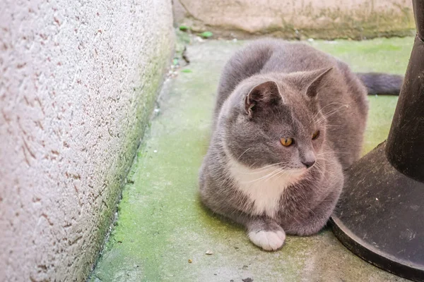 Chat Domestique Européen Sur Allée Pavée Maison — Photo