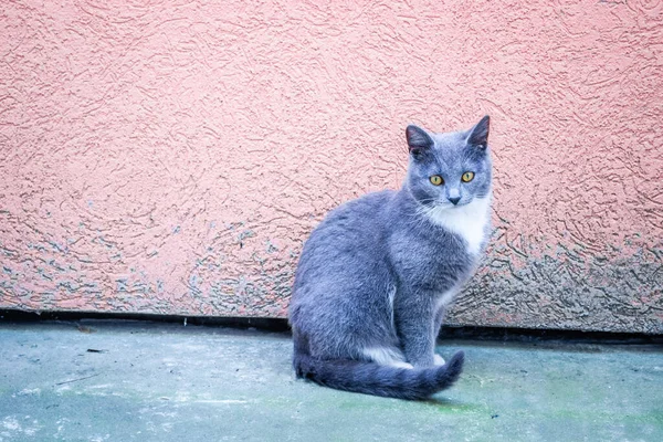Evin Asfalt Yolundaki Avrupalı Evcil Kedi — Stok fotoğraf