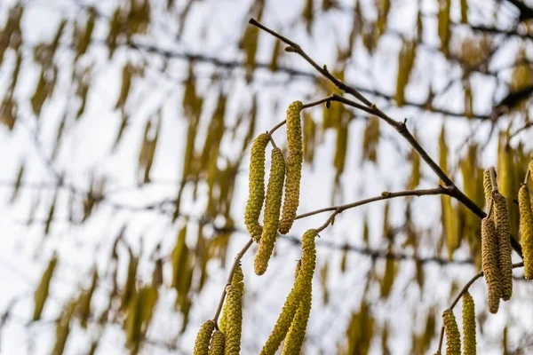 Gedroogde Knoppen Takken Van Bomen Hazelnoot — Stockfoto