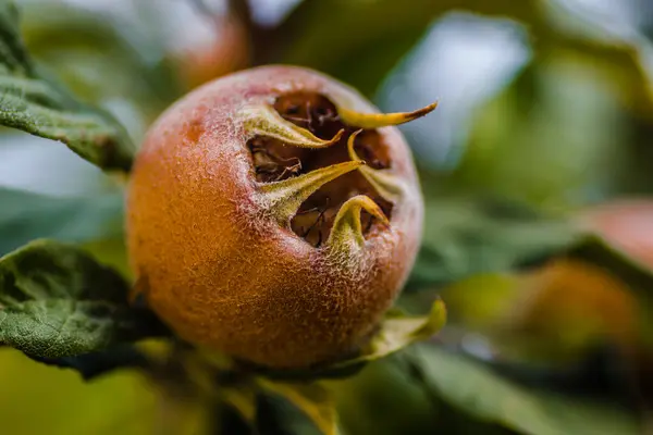 Ağaç dallarında olgun meyveler.