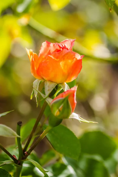 Μονό Πορτοκαλί Λουλούδι Και Κλειστά Μπουμπούκια Τριαντάφυλλου — Φωτογραφία Αρχείου