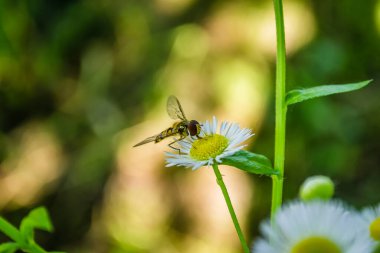 Papatya çiçeğinin üzerinde bir arı.