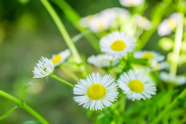 Vacker Natur Scen Med Blommande Medicinska Kamomiller — Stockfoto
