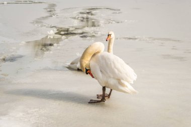Göl suyundaki kuğu doğal ortamında.