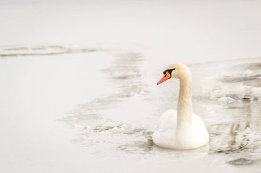 Göl suyundaki kuğu doğal ortamında.