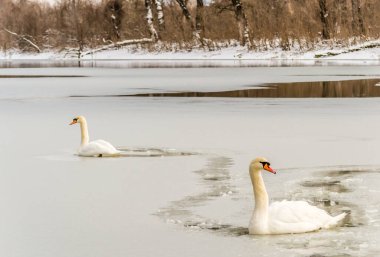 Göl suyundaki kuğu doğal ortamında.