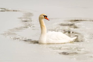 Göl suyundaki kuğu doğal ortamında.