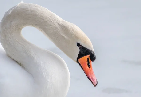 Cigno Nell Acqua Del Lago Nel Suo Ambiente Naturale — Foto Stock