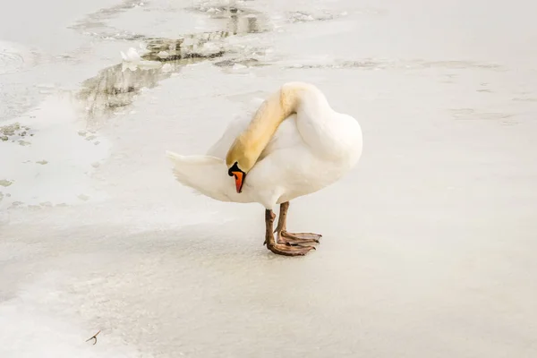 Cisne Agua Del Lago Entorno Natural —  Fotos de Stock