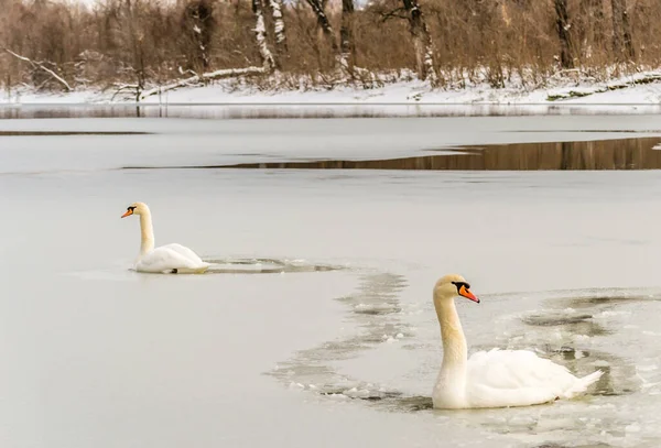 Göl suyundaki kuğu doğal ortamında.