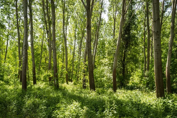 Panorama Forest Banks Danube Spring — Stock Photo, Image