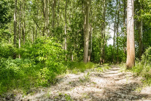 Panorama Forest Banks Danube Spring — Stock Photo, Image