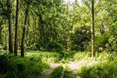 İlkbaharda Tuna Nehri 'nin kıyısındaki ormanın manzarası..