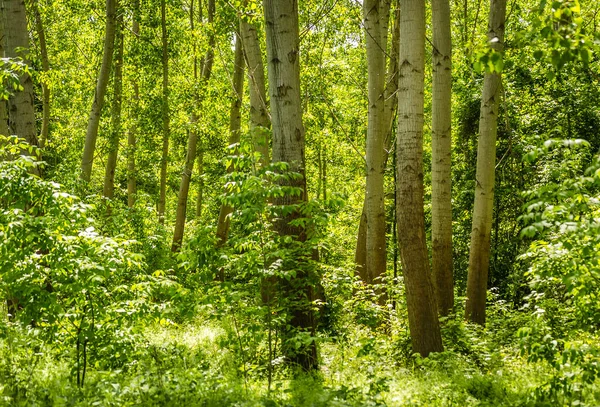 Panorama Forest Banks Danube Spring — Stock Photo, Image