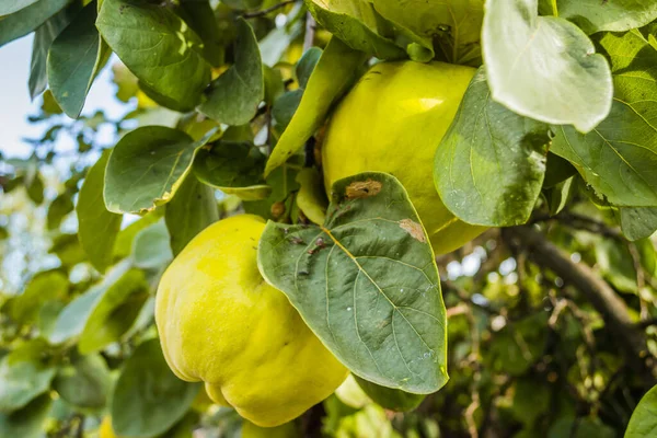 Sárga Birsalma Érett Gyümölcse Egy Rakás Sárga Birsalma Termett Bokorban — Stock Fotó