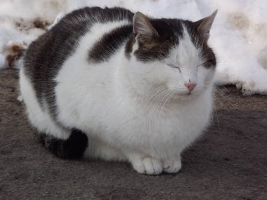 Kışın evin asfalt yolundaki Avrupalı, evcil kedi.. 