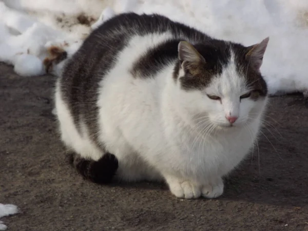 Europejski Kot Domowy Utwardzonym Podjeździe Domu Zimie — Zdjęcie stockowe