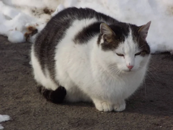 Europea Gato Doméstico Camino Pavimentado Casa Invierno — Foto de Stock