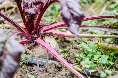 Organik olarak yetiştirilmiş kırmızı pancar bitkisi.
