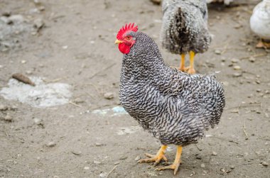 Siyah beyaz dekoratif evcil tavuk..