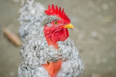 Siyah beyaz dekoratif evcil tavuk..